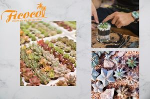 SEN ĐÁ MINI - HOT TREND MÙA HÈ 2021 DÀNH CHO TÍN ĐỒ MÊ CÂY CẢNH