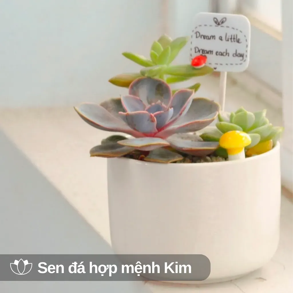 Sen đá phù hợp mệnh Kim