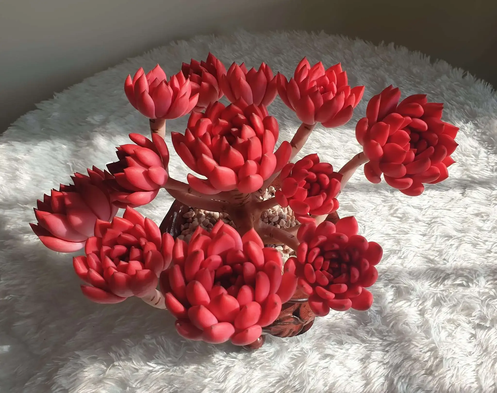 Sen đá rubi với màu sắc đặc trưng