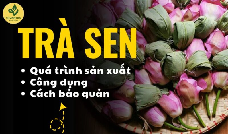 Tất Tần Tật Về Ý Nghĩa Và Cách Chăm Sóc Để Cây Kim Tiền Nở Hoa Đều Đặn