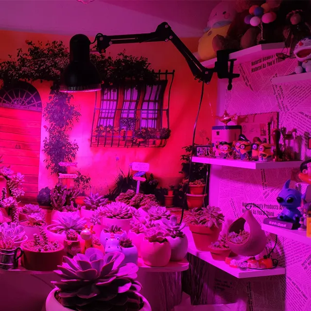 trồng sen đá trong phòng kín