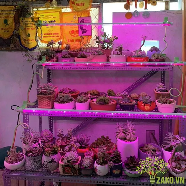 mô hình trồng sen đá kệ đứng