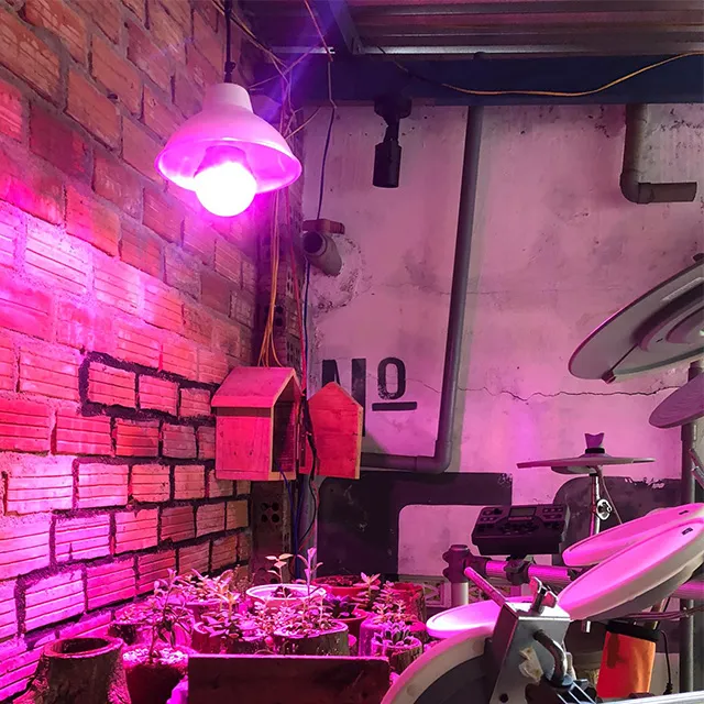 sen đá trang trí bàn làm việc