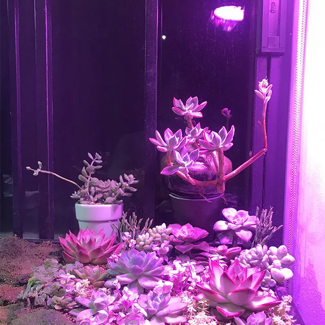 sen đá ban công chung cư