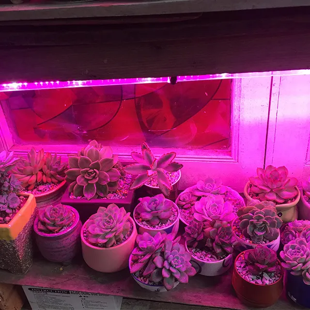 trồng sen đá trên kệ nhiều tầng