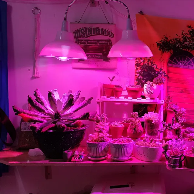 lên màu sen đá nhờ đèn led