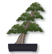 Bonsai thế Shakkan (nghiêng)