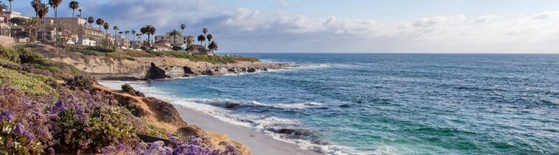 Hướng Dẫn Chi Tiết Cách Trồng Cây Sử Quân Tử Để Ra Hoa Quanh Năm