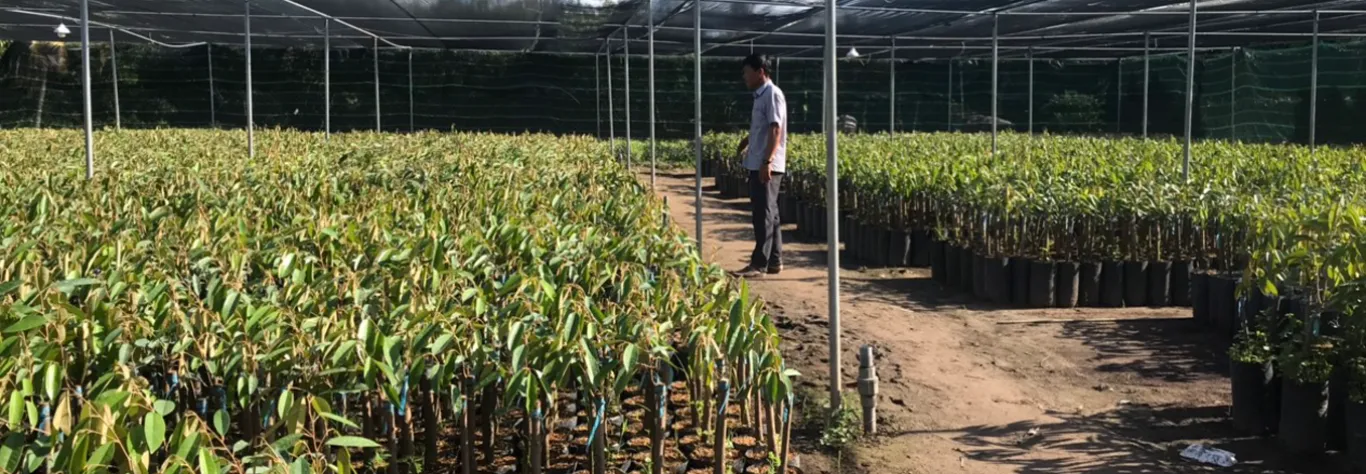 cây giống Sáu Oanh