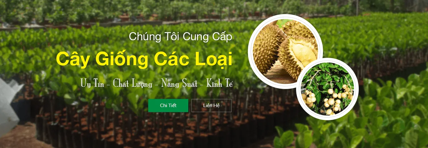 Cây Giống Sáu Oanh