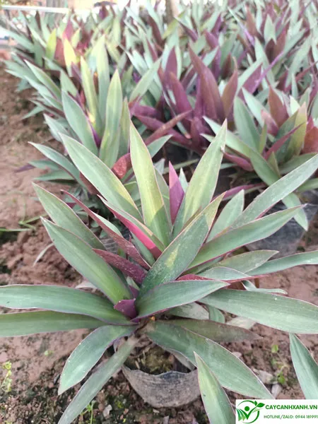 Cây sò huyết - Trồng bồn hoa dễ chăm sóc