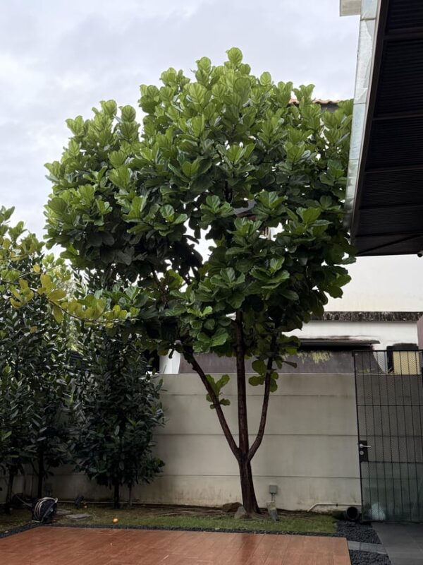 Cây Trồng Chủ Yếu Ở Đông Nam Á Là Gì? Toàn Cảnh Nông Nghiệp Nhiệt Đới