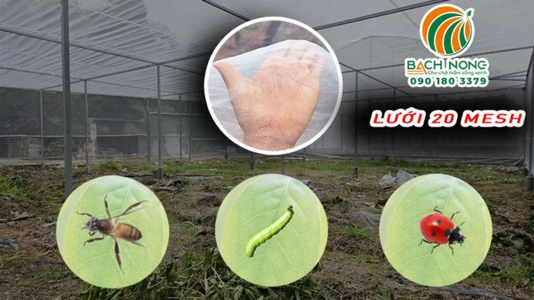 so sánh lưới chắn côn trùng thái việt và lưới thường