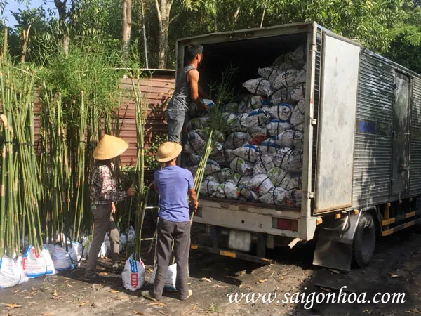 Soạn hàng trúc cần câu