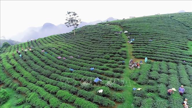 Phát Triển Mô Hình Trồng Cây Dược Liệu Trên Đất Đồi: Tiềm Năng Kinh Tế Mới Cho Địa Phương