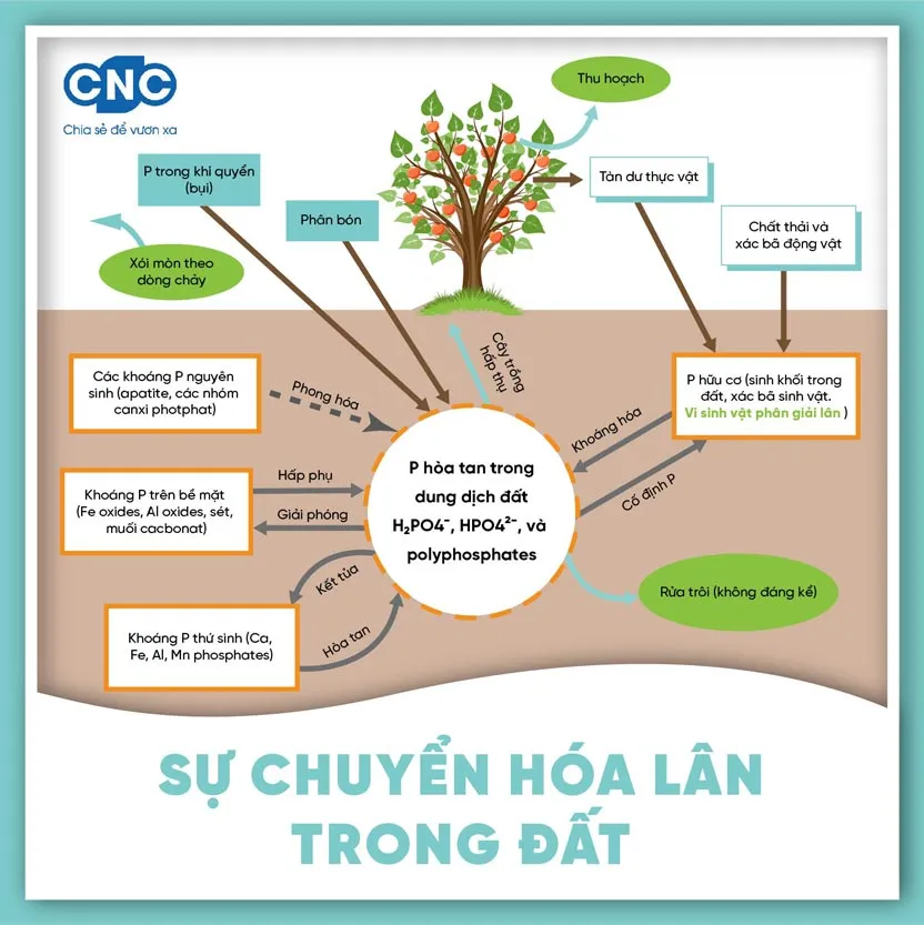 Sự chuyển hóa lân trong đất