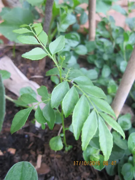 Sự phát triển khác nhau của các cây cà ri con được trồng từ hạt