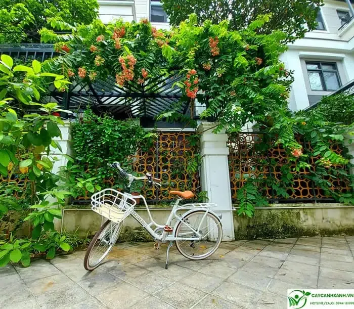 Cây Sử quân tử leo mái hiên tạo bóng mát