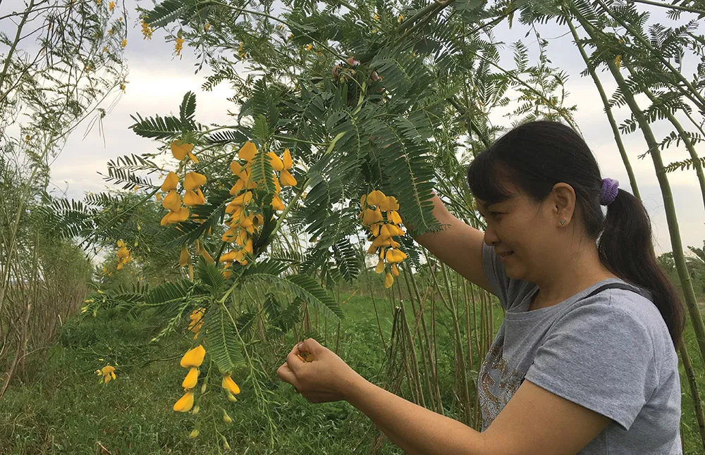 Người dân thu hoạch bông điên điển vàng tươi vào sáng sớm