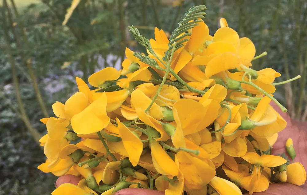 Cánh đồng trồng điên điển lấy bông đem lại thu nhập ổn định