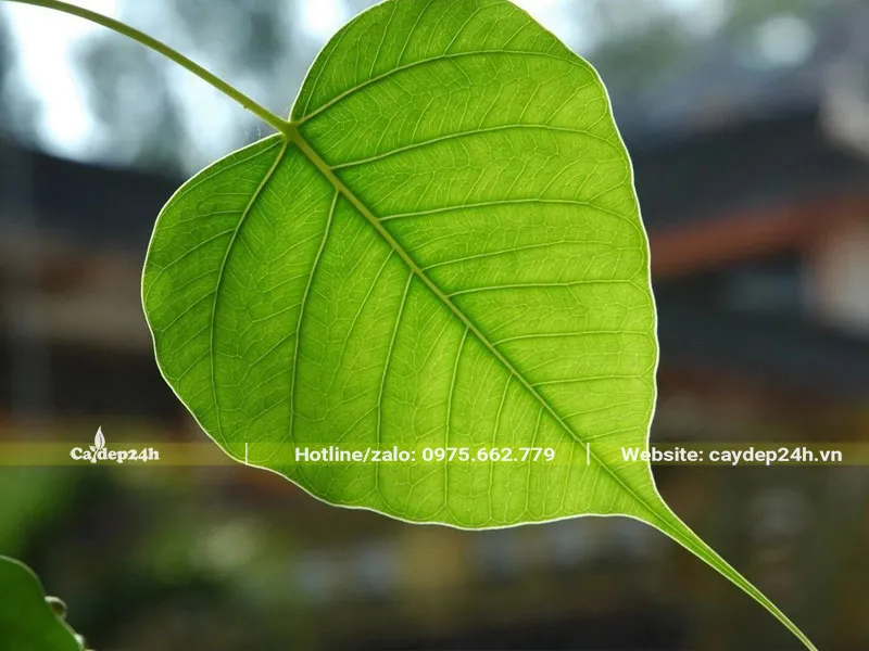 Lá Bồ Đề có hình dáng rất đẹp và mang giá trị nghệ thuật cao