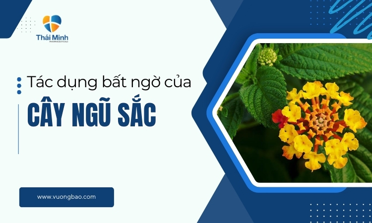 Cây Sài Đất Hoa Trắng: Nhận Diện, Công Dụng Và Lưu Ý Khi Sử Dụng