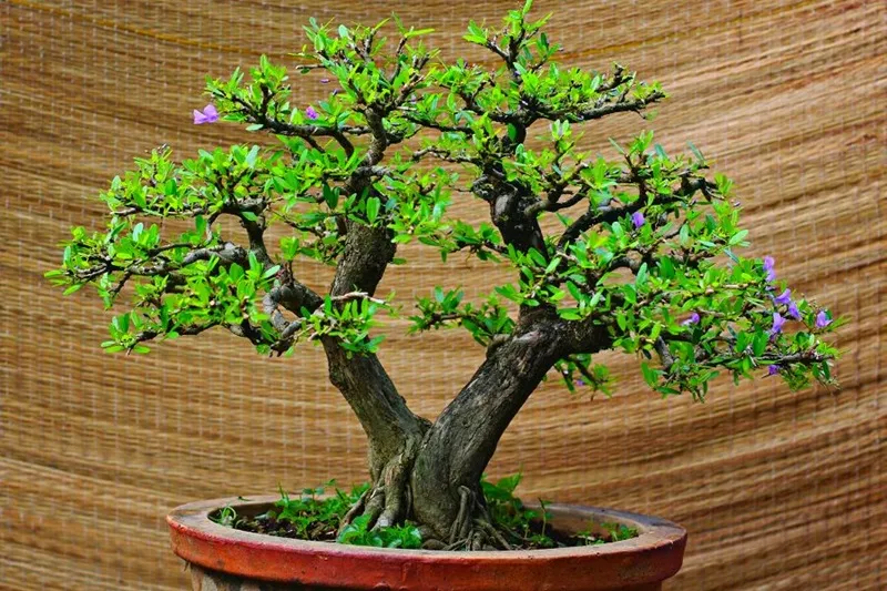 Tác dụng của cây Sam Hương