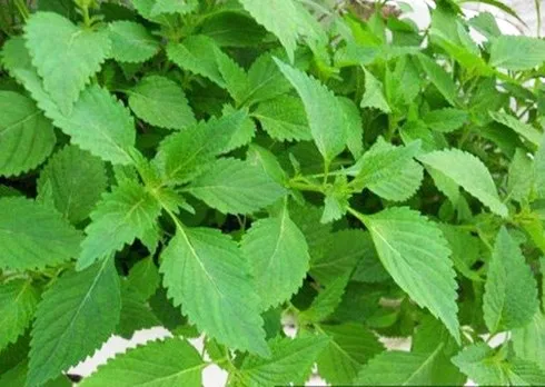 cách trồng rau kinh giới tại nhà hiệu quả