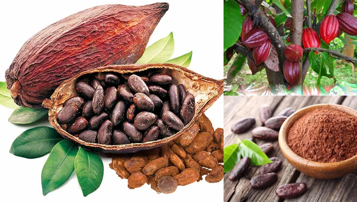Kỹ thuật chọn hạt giống ca cao chất lượng cao từ vườn ươm