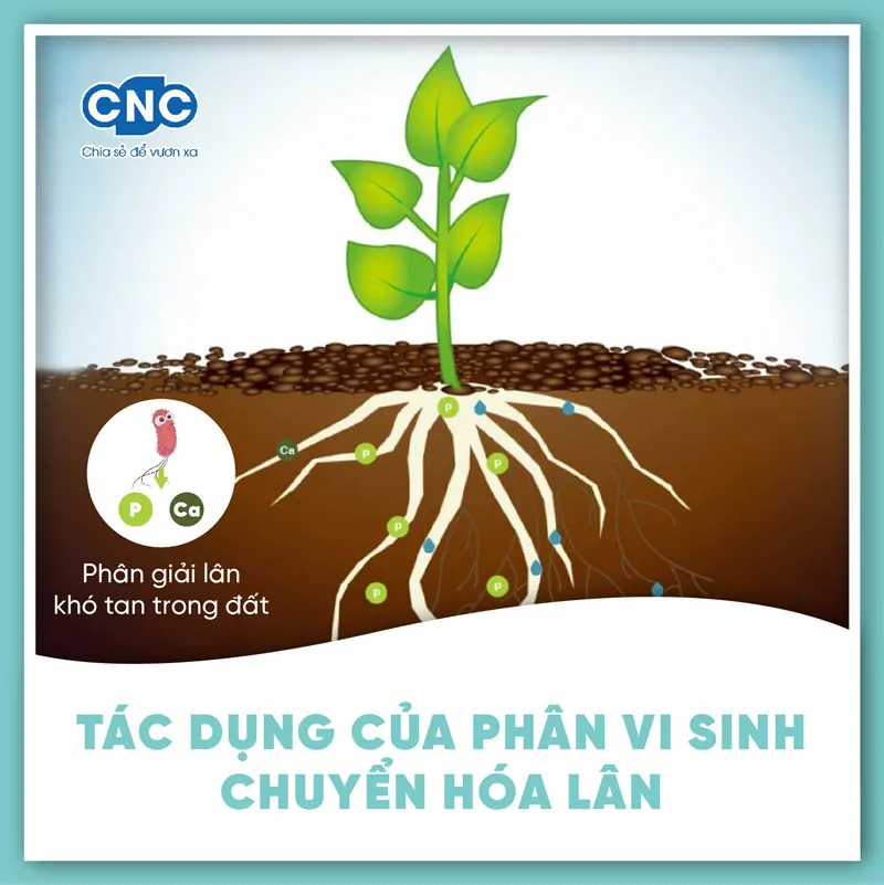 Phòng ngừa vàng lá thối rễ bằng vi sinh vật hữu ích