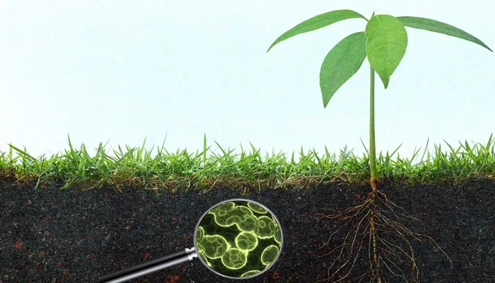 Tác dụng của phân vi sinh trong cải tạo đất bạc màu