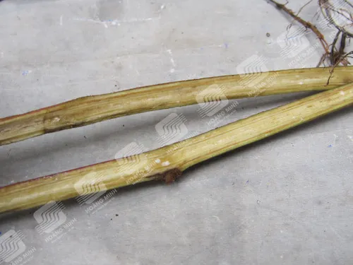 Mạch dẫn khoai lang bị hóa nâu khi bị nấm Fusarium xâm nhiễm