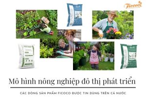 TẠI SAO BẠN NÊN TRỞ THÀNH CỘNG TÁC VIÊN CỦA FICOCO?