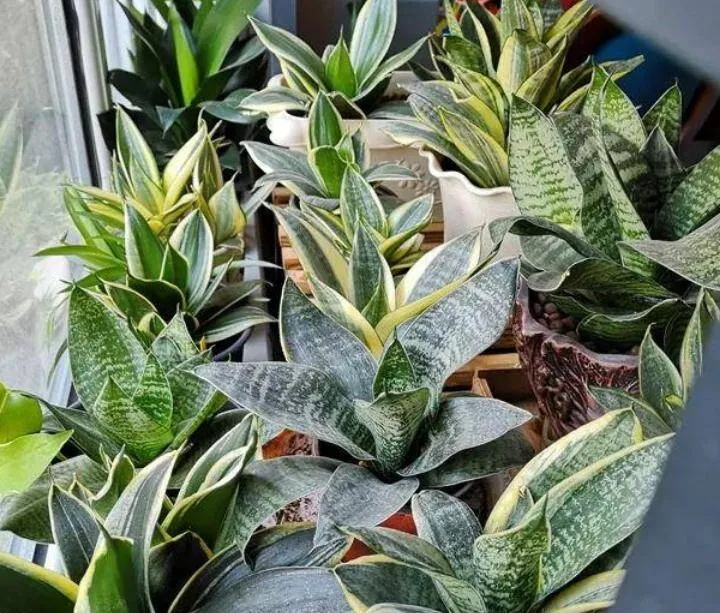 Cách tưới nước chuẩn xác khi trồng cây lưỡi hổ trong nhà