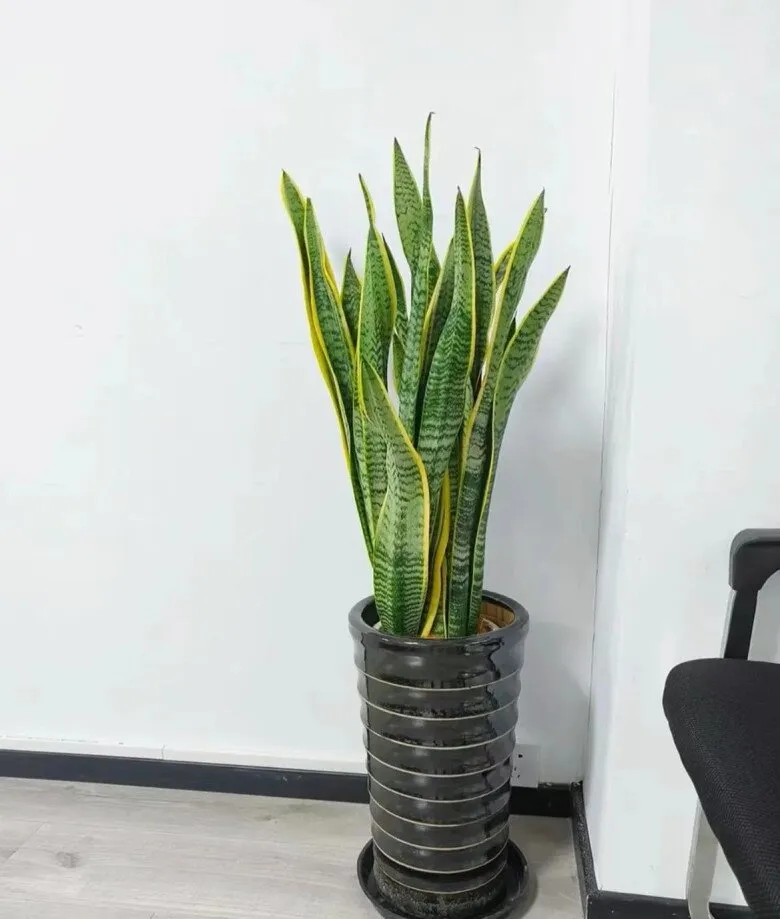 Vị trí đặt cây lưỡi hổ tối ưu ánh sáng trong không gian phòng khách