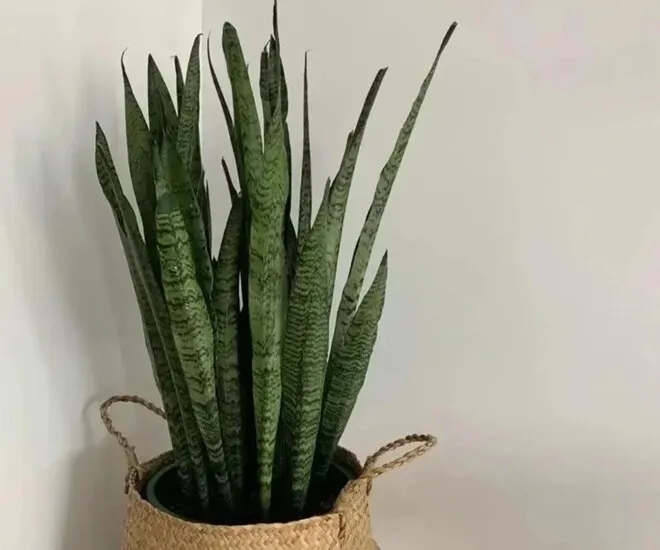 Kinh nghiệm chọn cây lưỡi hổ khỏe mạnh để trồng trong nhà