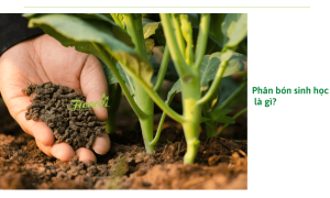 Tại sao nên sử dụng phân bón sinh học để trồng cây thay vì phân hóa học?