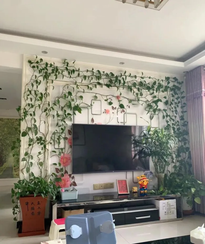 Nếu không được cắt tỉa định kỳ trầu bà có thể mọc lan làm mất đi sự gọn gàng của không gian sống