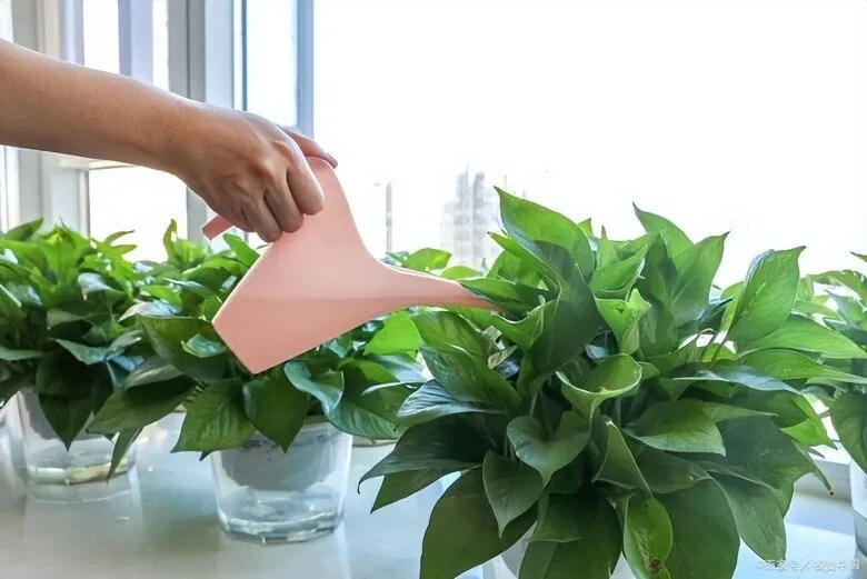 Đặt cây ở vị trí thoáng mát và có ánh sáng gián tiếp là chìa khóa để cây luôn xanh tốt