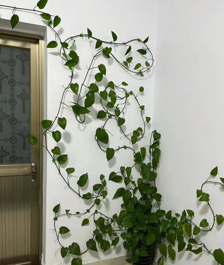 Trầu bà là loại cây ưa bóng râm, không nên tiếp xúc trực tiếp với ánh nắng mặt trời gay gắt