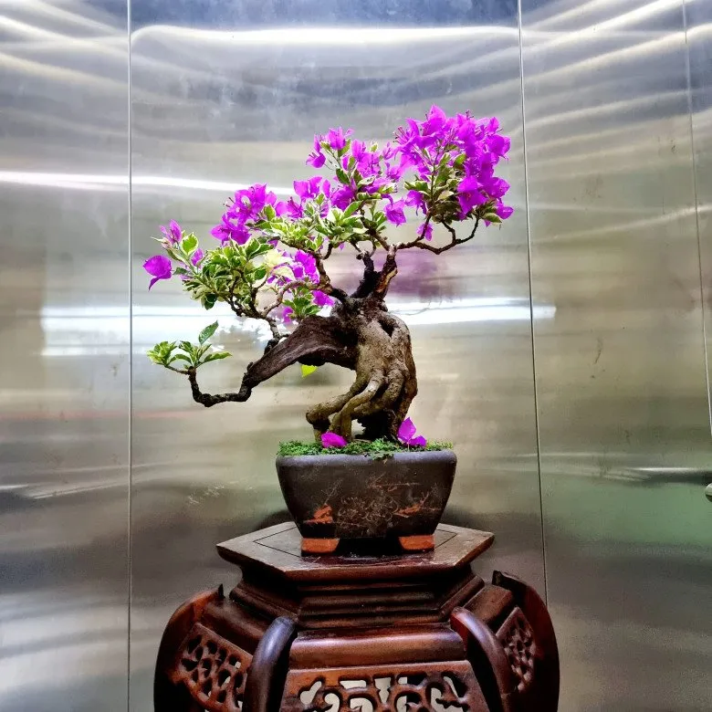Hoa giấy bonsai cần nhiều ánh sáng
