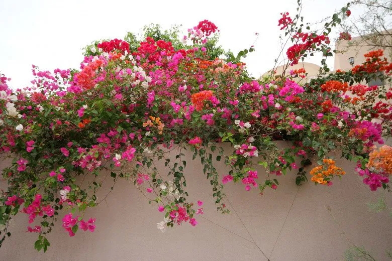 Hoa giấy nhiều màu sắc rực rỡ