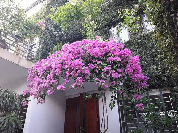 Hoa giấy trồng trước nhà tạo cảnh quan xanh mát