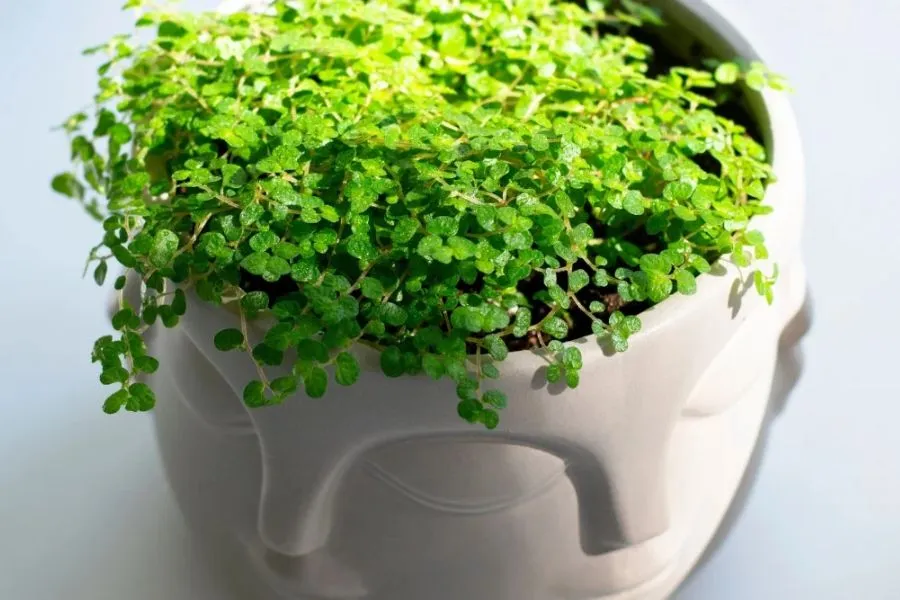 Baby's Tears trong phòng tắm