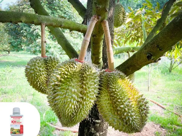 Hướng dẫn cách pha trộn và phun phân bón đúng kỹ thuật cho vườn cây