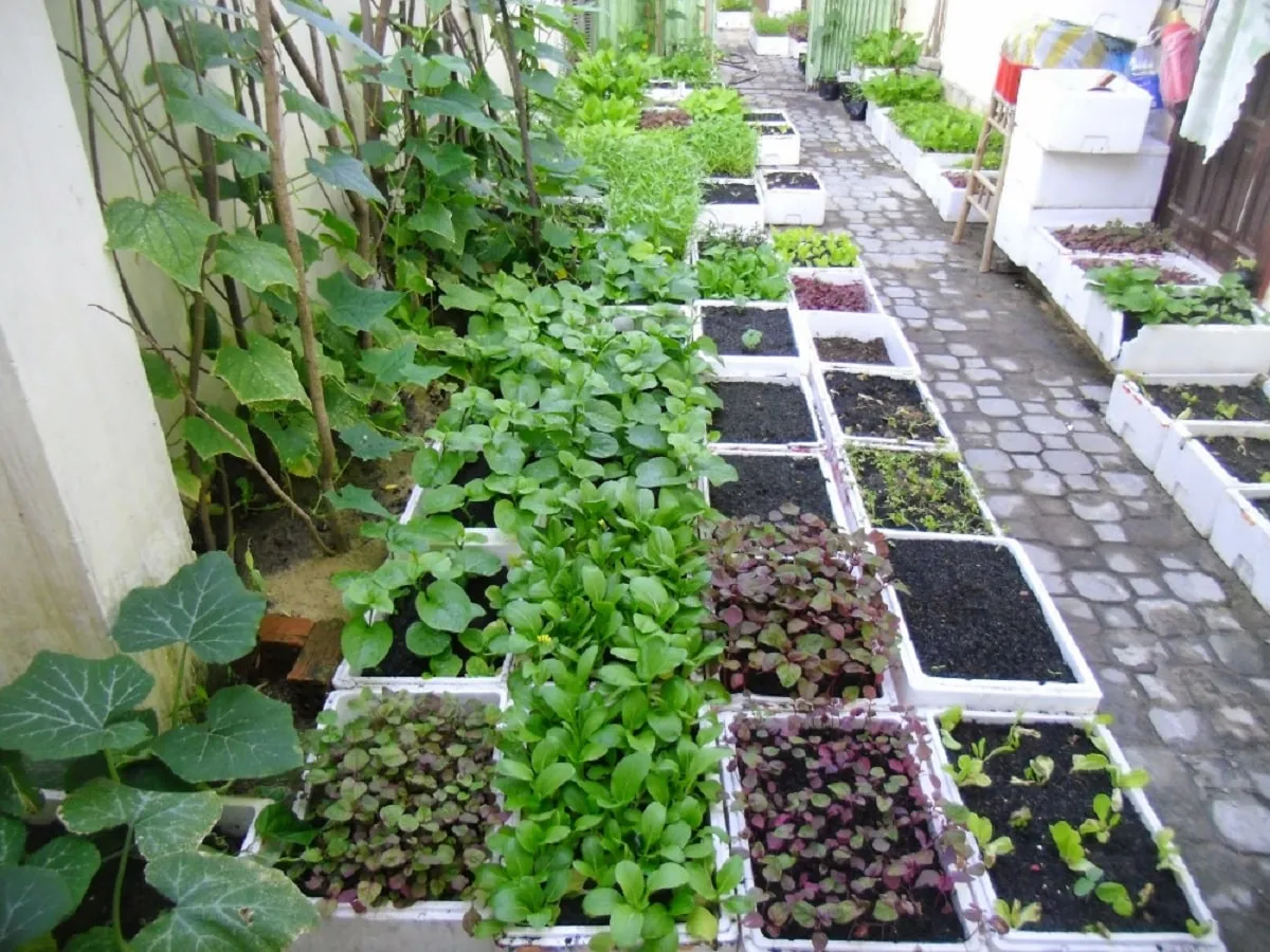 Những Loại Rau Củ Có Thể Trồng Trong Thùng Xốp