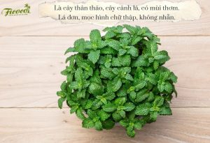 TẤT TẦN TẬT VỀ CÁCH TRỒNG BẠC HÀ BẠN NÊN BIẾT