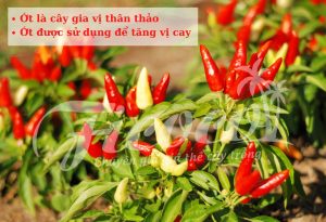 TẤT TẦN TẬT VỀ CÁCH TRỒNG ỚT BẠN NÊN BIẾT - PHẦN 1