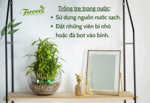 TẤT TẦN TẬT VỀ CÁCH TRỒNG TRE MAY MẮN BẠN NÊN BIẾT - PHẦN 1