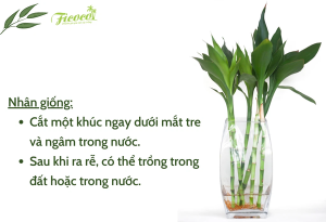 Tất tần tật về cách trồng tre may mắn bạn nên biết - Phần 2
